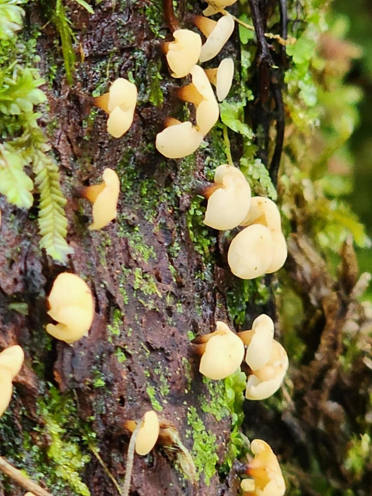 La Serena Reserva Natural Concepcion Zewnętrze zdjęcie