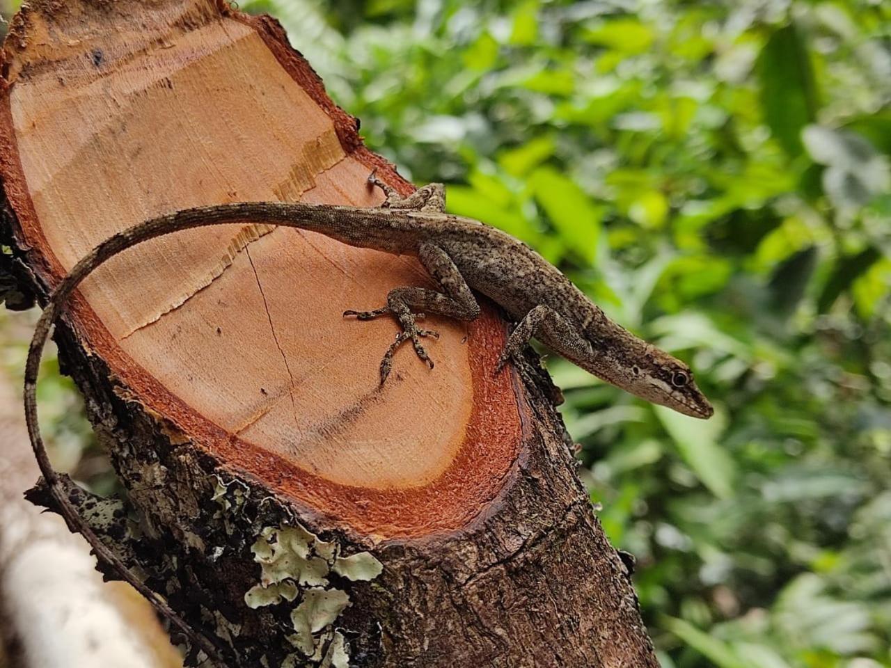 La Serena Reserva Natural Concepcion Zewnętrze zdjęcie